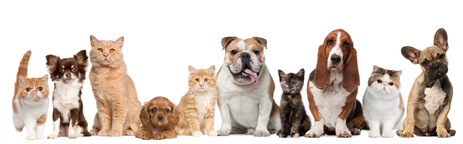 Comprehensive animal healthcare for all breeds, big and small
